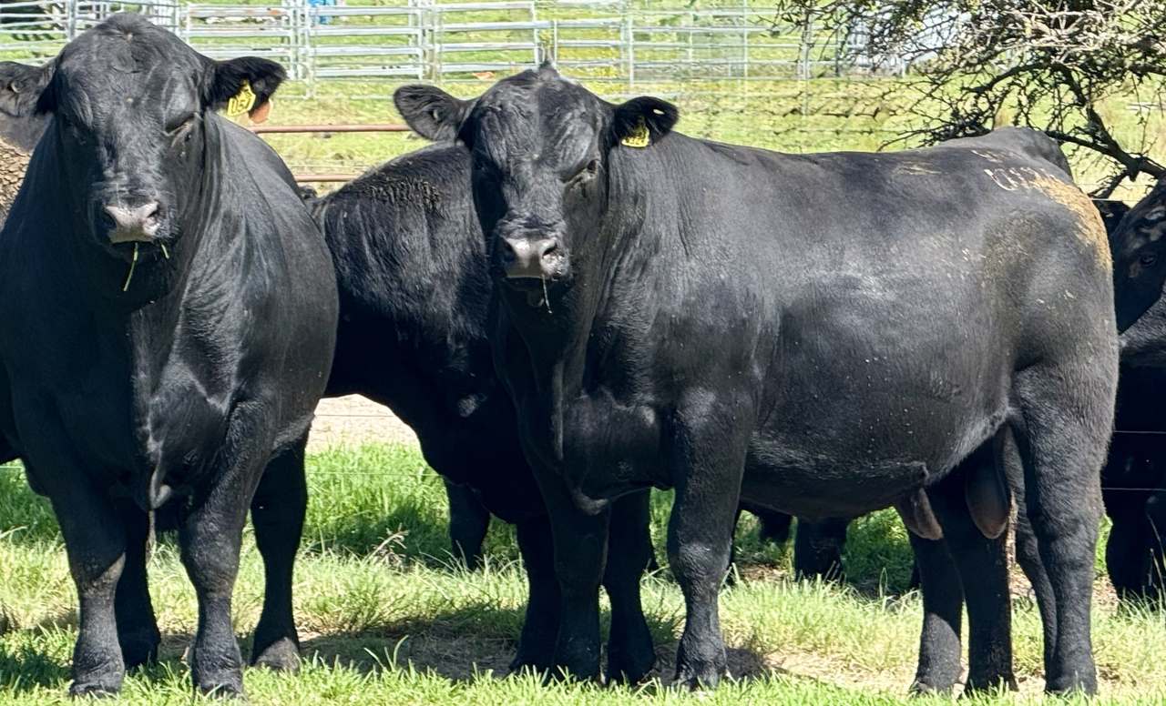 420 Scrub Rd, Tenterfield  by Farmbuy.com - image 4