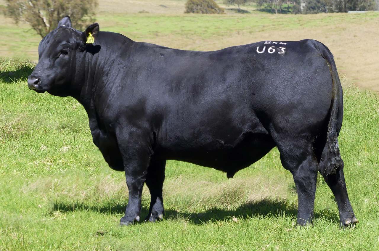 420 Scrub Rd, Tenterfield  by Farmbuy.com - image 2