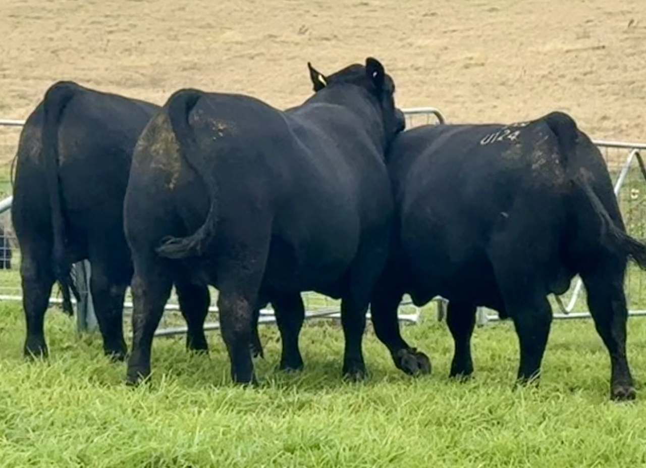 420 Scrub Rd, Tenterfield  by Farmbuy.com - image 3