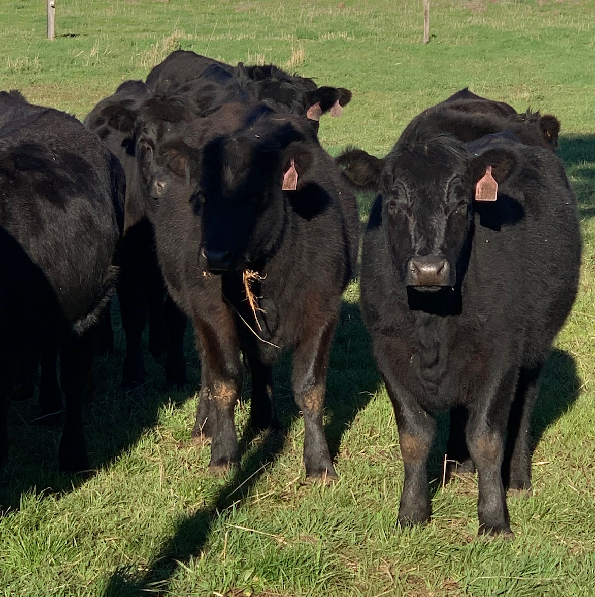 55 Colac-Ballarat Road, Irrewarra  by Farmbuy.com - image 2