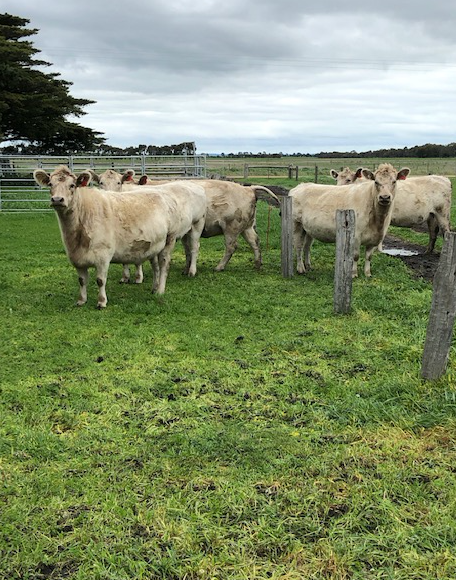 55 Colac-Ballarat Road, Irrewarra  by Farmbuy.com - image 3