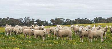 2018 Riddoch Hwy, Keith  by Farmbuy.com - image 1