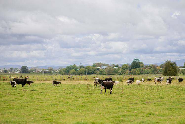 42 Saleyards Rd, Kempsey  by Farmbuy.com - image 1
