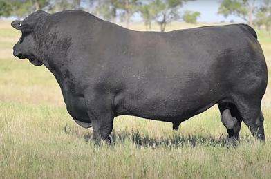 ‘Mundibulanga’, 641 Moores-Bice Rd, Drillham  by Farmbuy.com - image 1