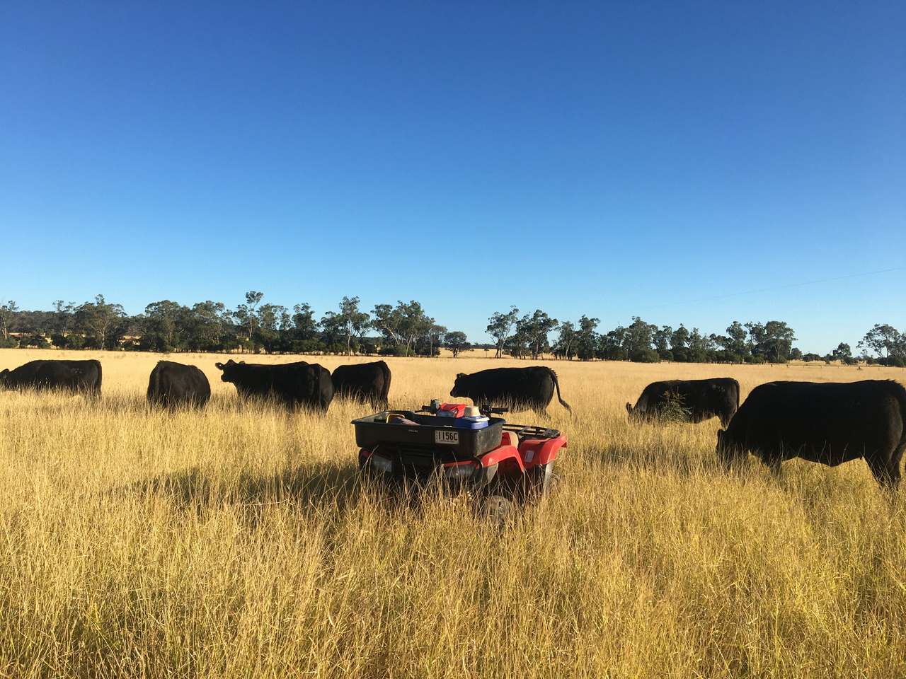 461 Redford Road, Mungallala  by Farmbuy.com - image 1
