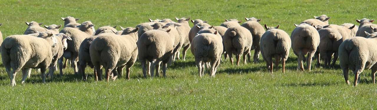 Cnr Arundel St and Maud St, Benalla  by Farmbuy.com - image 1