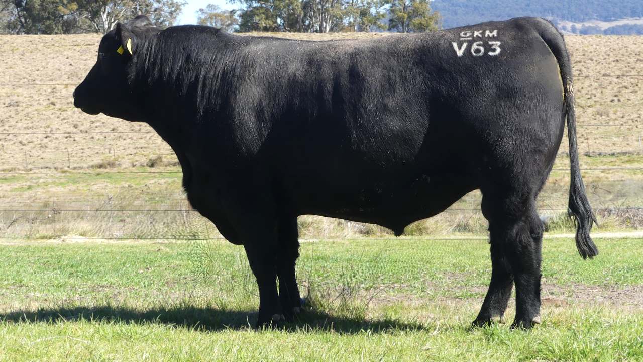 420 Scrub Rd, Tenterfield  by Farmbuy.com - image 7