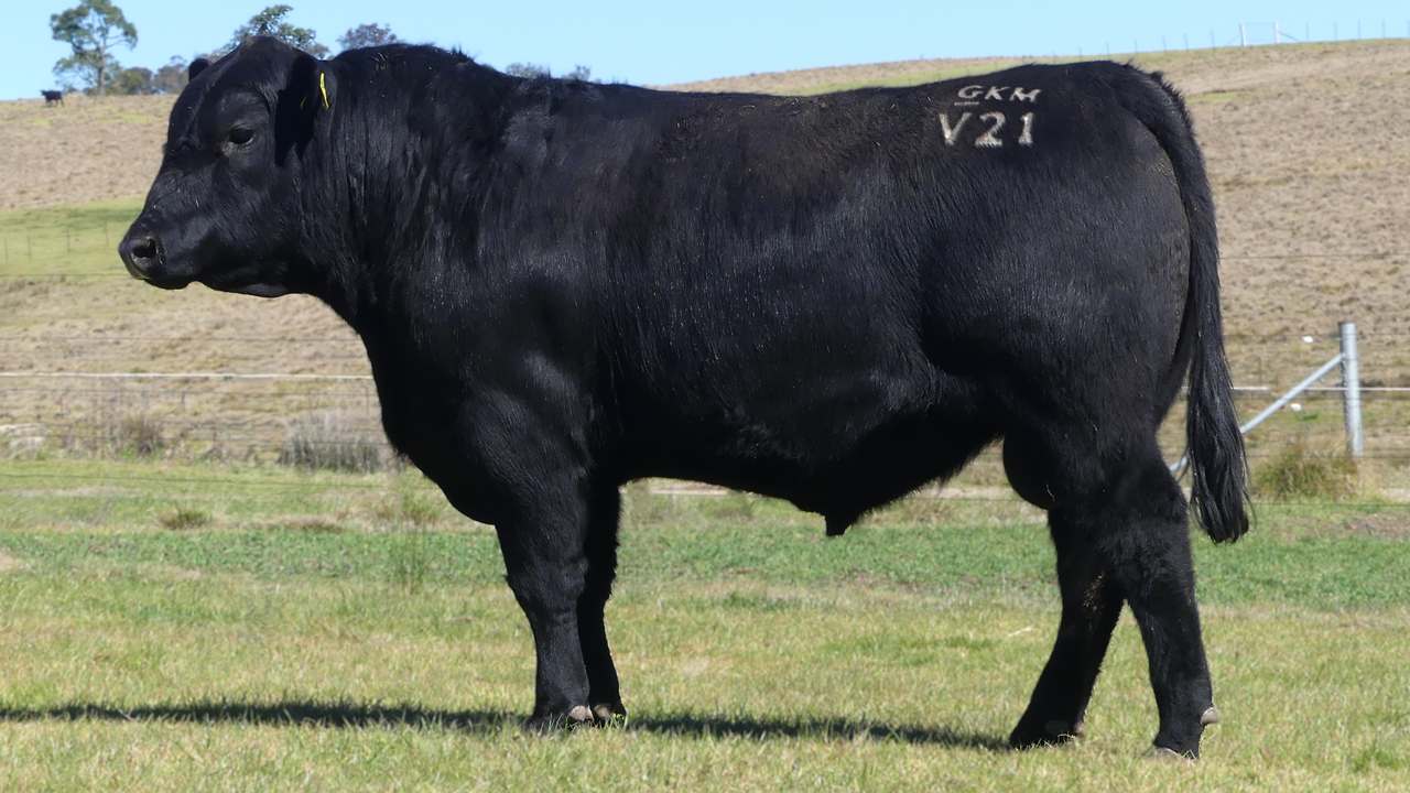 420 Scrub Rd, Tenterfield  by Farmbuy.com - image 2