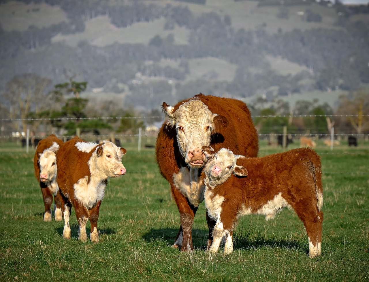 Saleyards Road, Sale  by Farmbuy.com - image 1