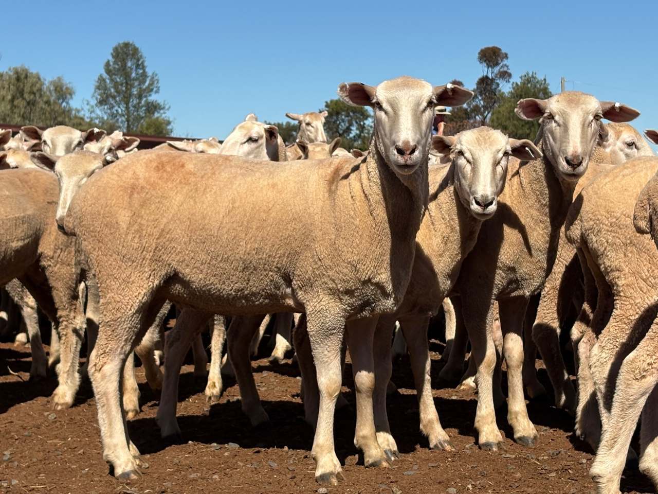 Cnr Newell Highway & Bypass Road, West Wyalong  by Farmbuy.com - image 6