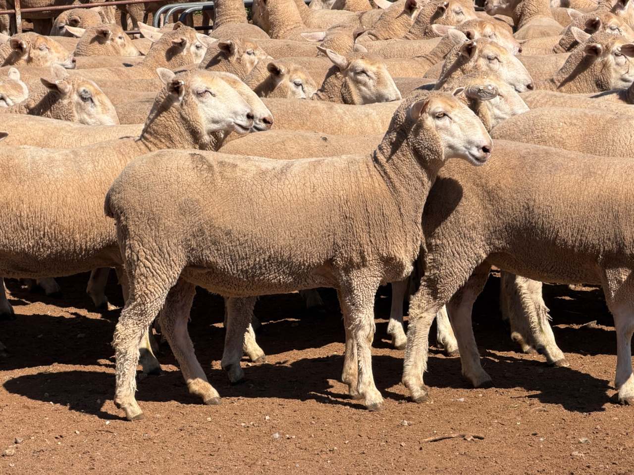 Cnr Newell Highway & Bypass Road, West Wyalong  by Farmbuy.com - image 10