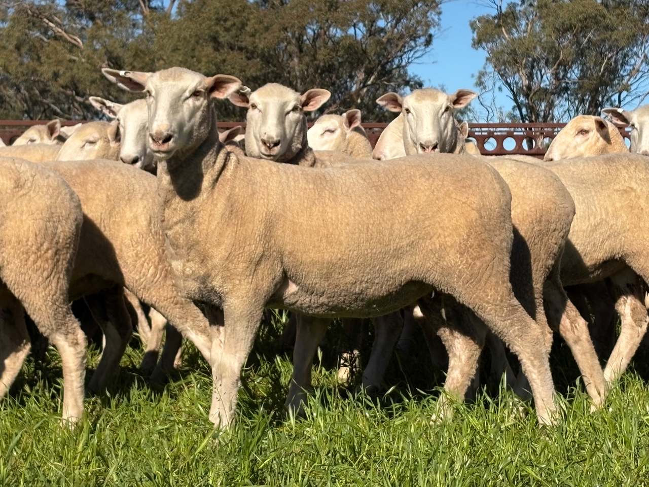 Cnr Newell Highway & Bypass Road, West Wyalong  by Farmbuy.com - image 8
