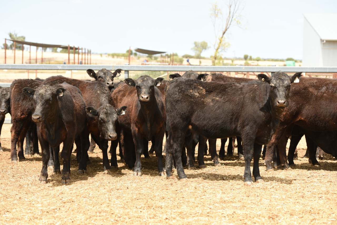 INJUNE   by Farmbuy.com - image 1