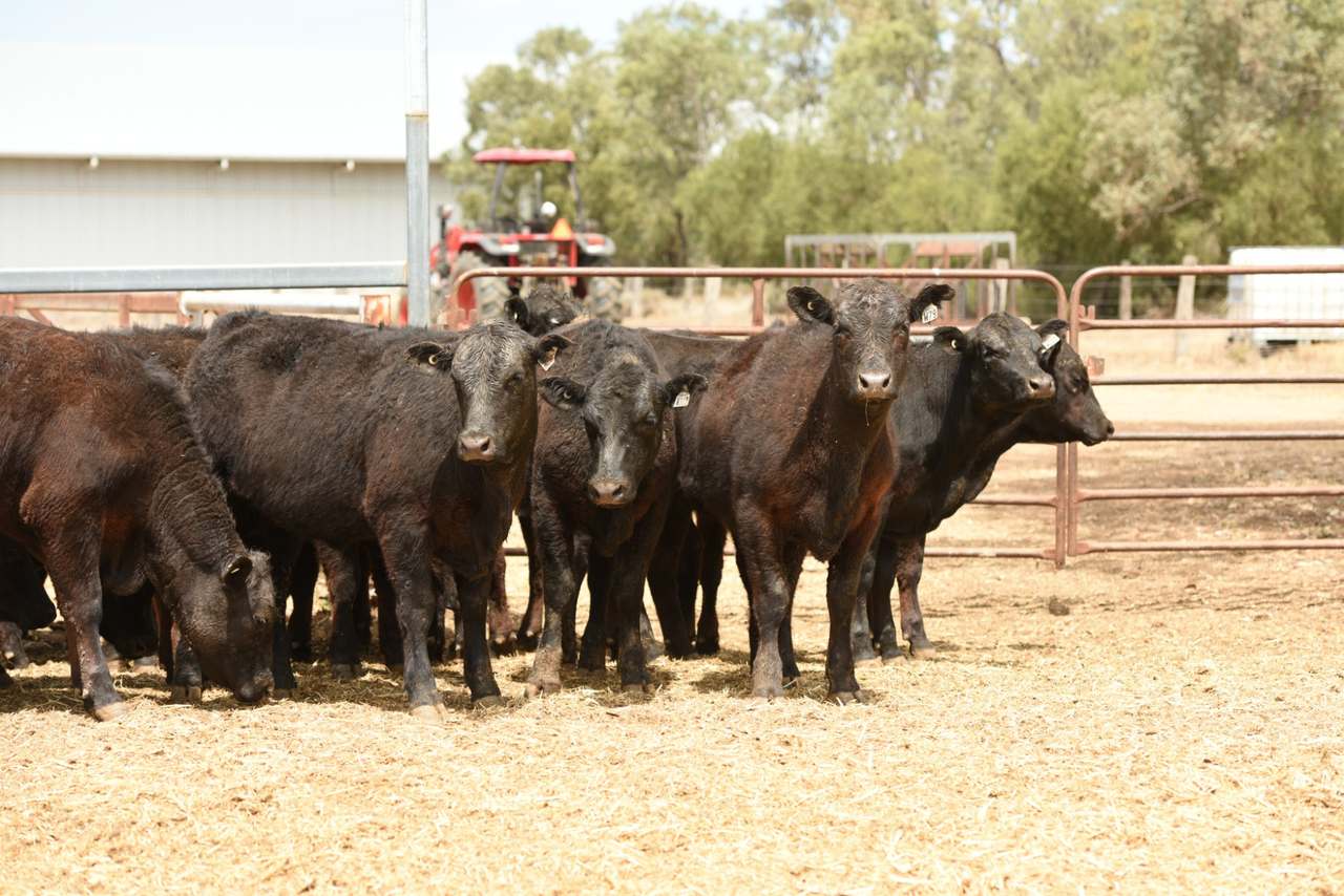 INJUNE   by Farmbuy.com - image 4