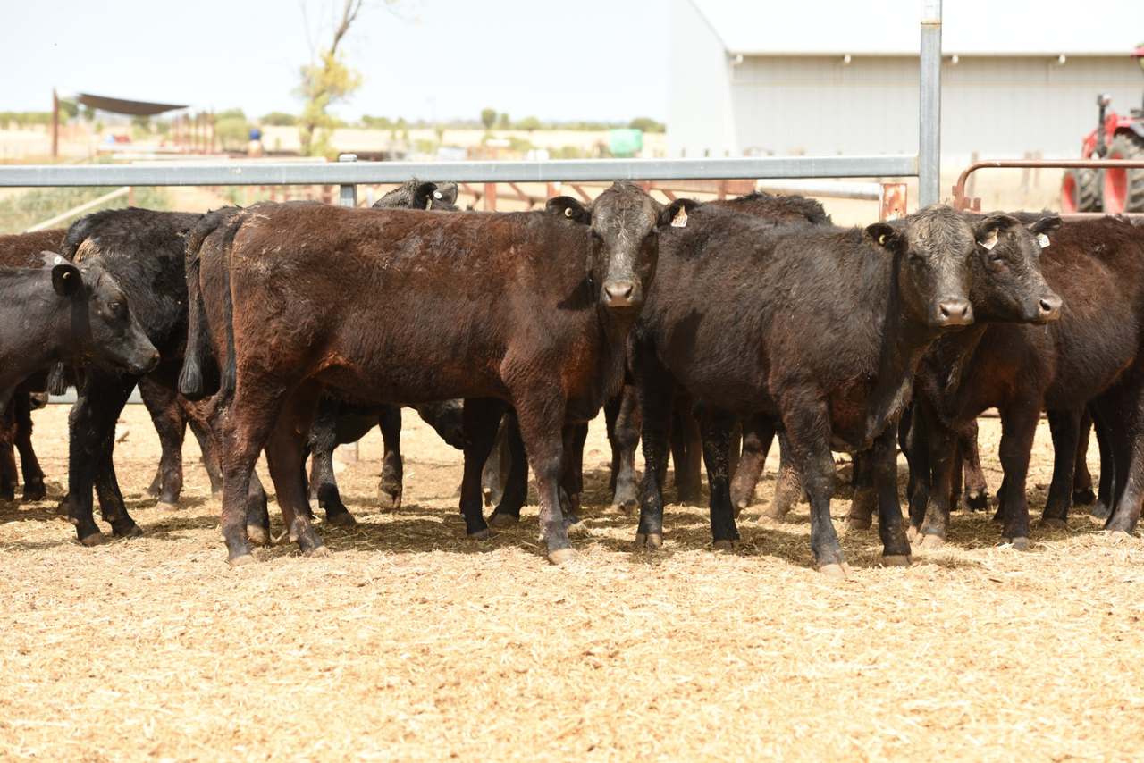 INJUNE   by Farmbuy.com - image 3