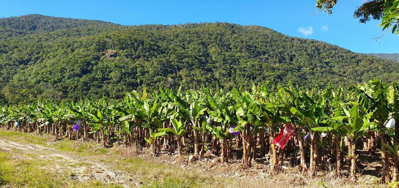 banana farm and packing shed far north qld - farm buy