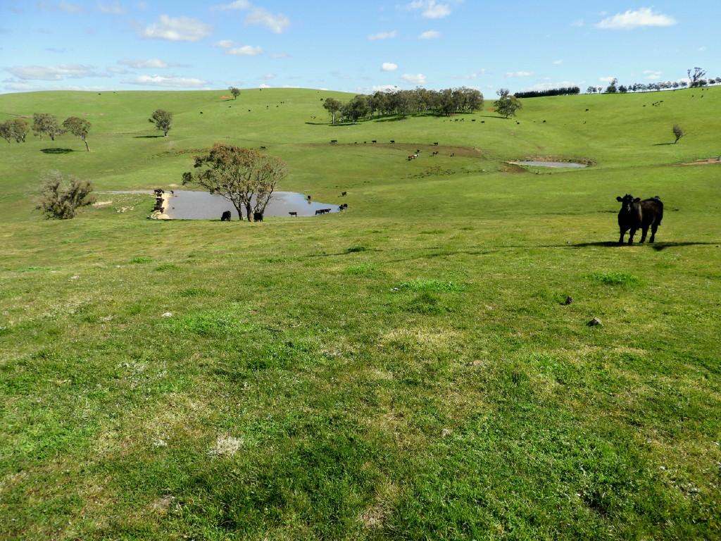 2866 Gurrundah Road , Gurrundah via Goulburn Sold by Farmbuy.com - image 16