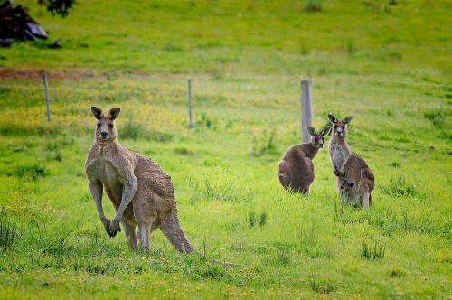 308 Willow Vale Road, Wallerawang Sold by Farmbuy.com - image 13