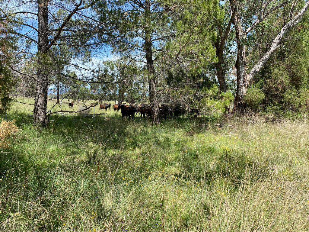 Lot 18 Glen Davis Road, Glen Davis Sold by Farmbuy.com - image 2