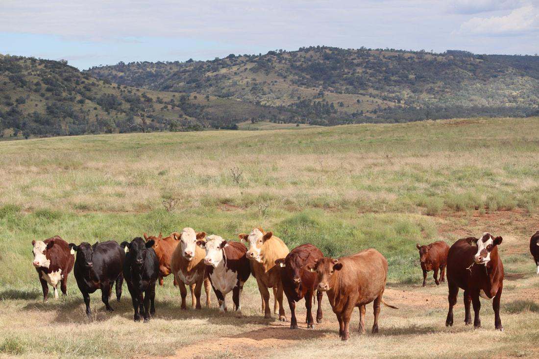 83 Kellys Access Road, Bingara Sold by Farmbuy.com - image 9