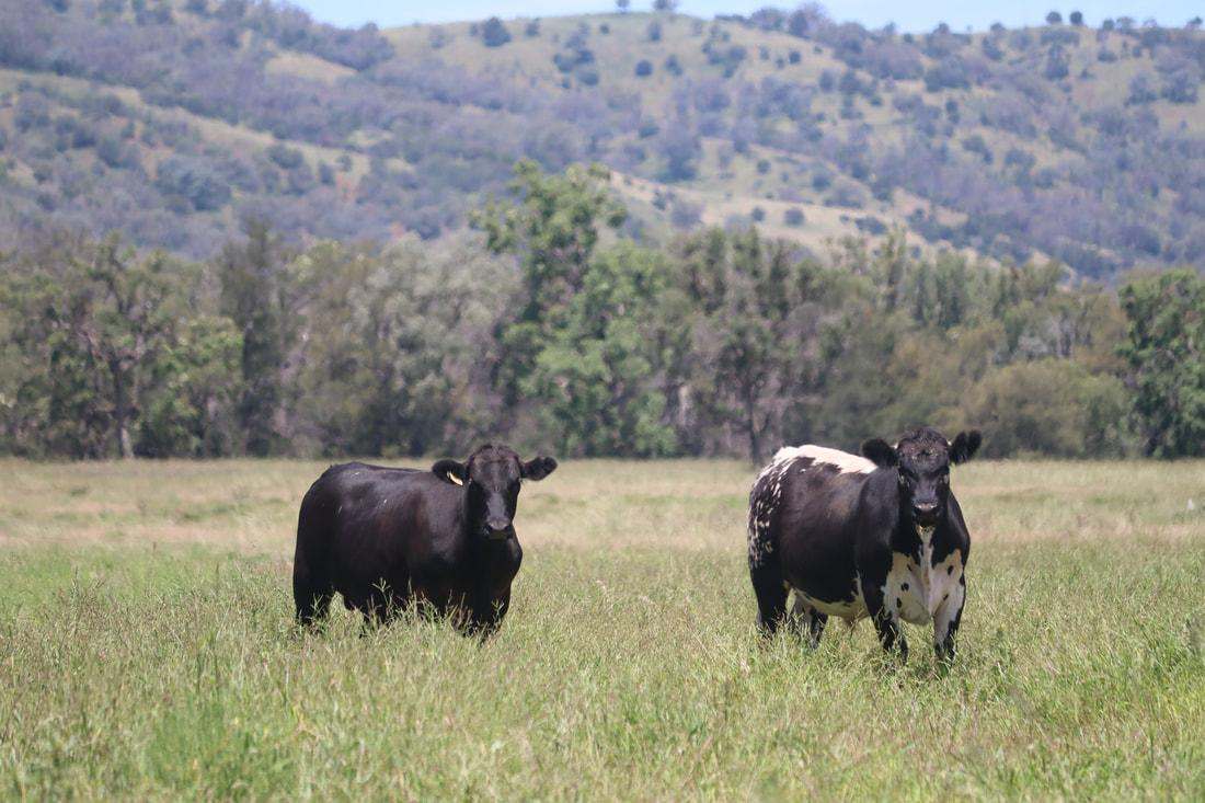 83 Kellys Access Road, Bingara Sold by Farmbuy.com - image 7