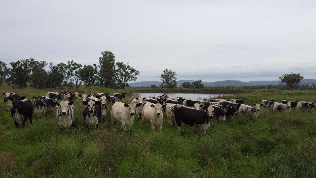 83 Kellys Access Road, Bingara Sold by Farmbuy.com - image 6
