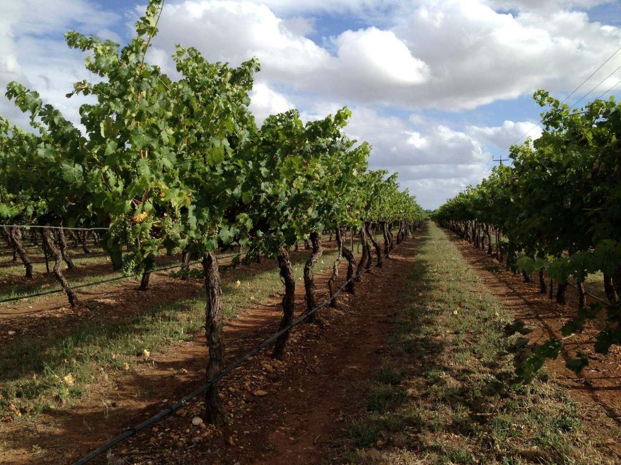 ***UNDER OFFER*** 11 Maaoupe Road, Coonawarra Sold by Farmbuy.com - image 25