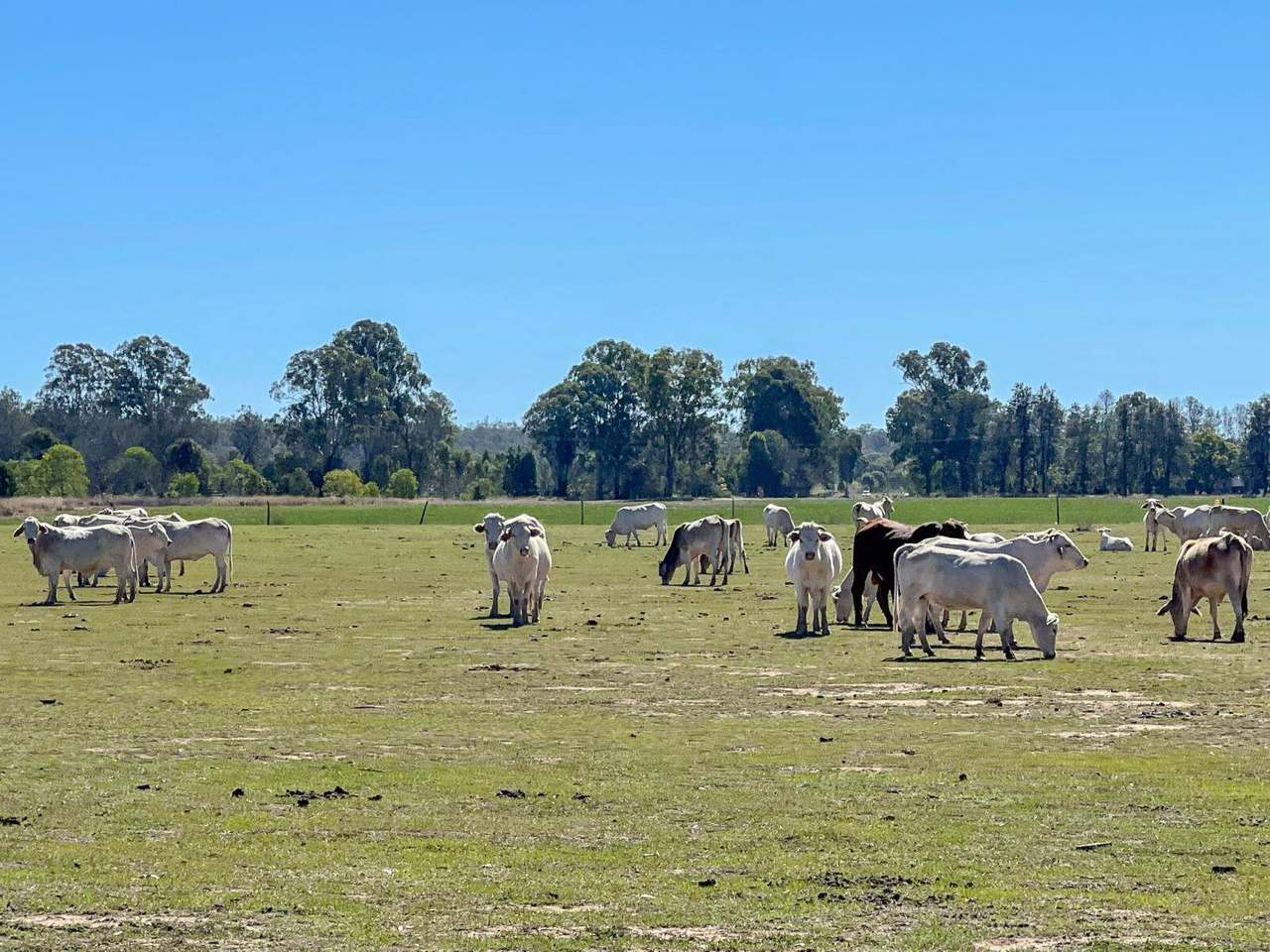 553 Airport Road, Monto  For Sale by Farmbuy.com - image 9