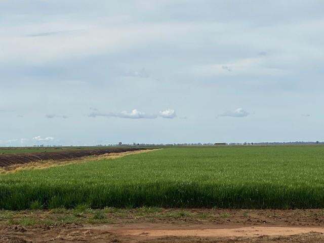 105 McLarty  Road, Coleambally Sold by Farmbuy.com - image 3
