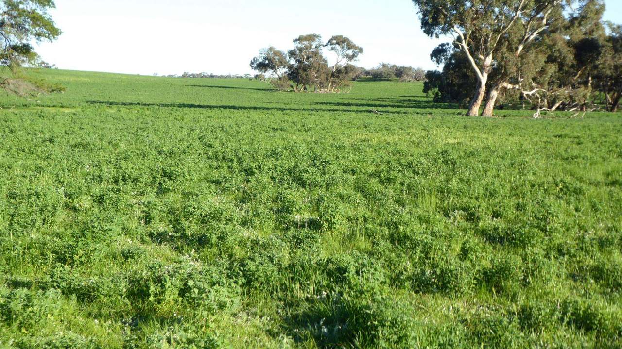 ***Under Offer***829 Red Bluff Road, Bordertown Sold by Farmbuy.com - image 10