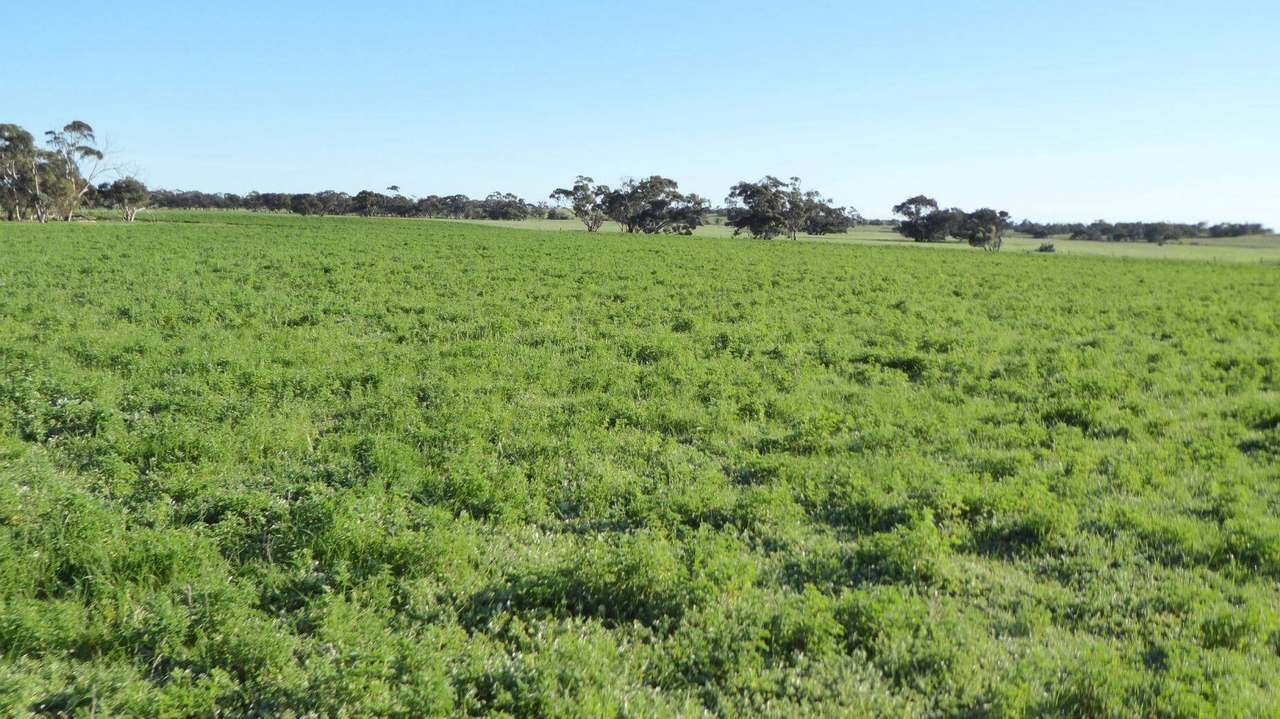 ***Under Offer***829 Red Bluff Road, Bordertown Sold by Farmbuy.com - image 4