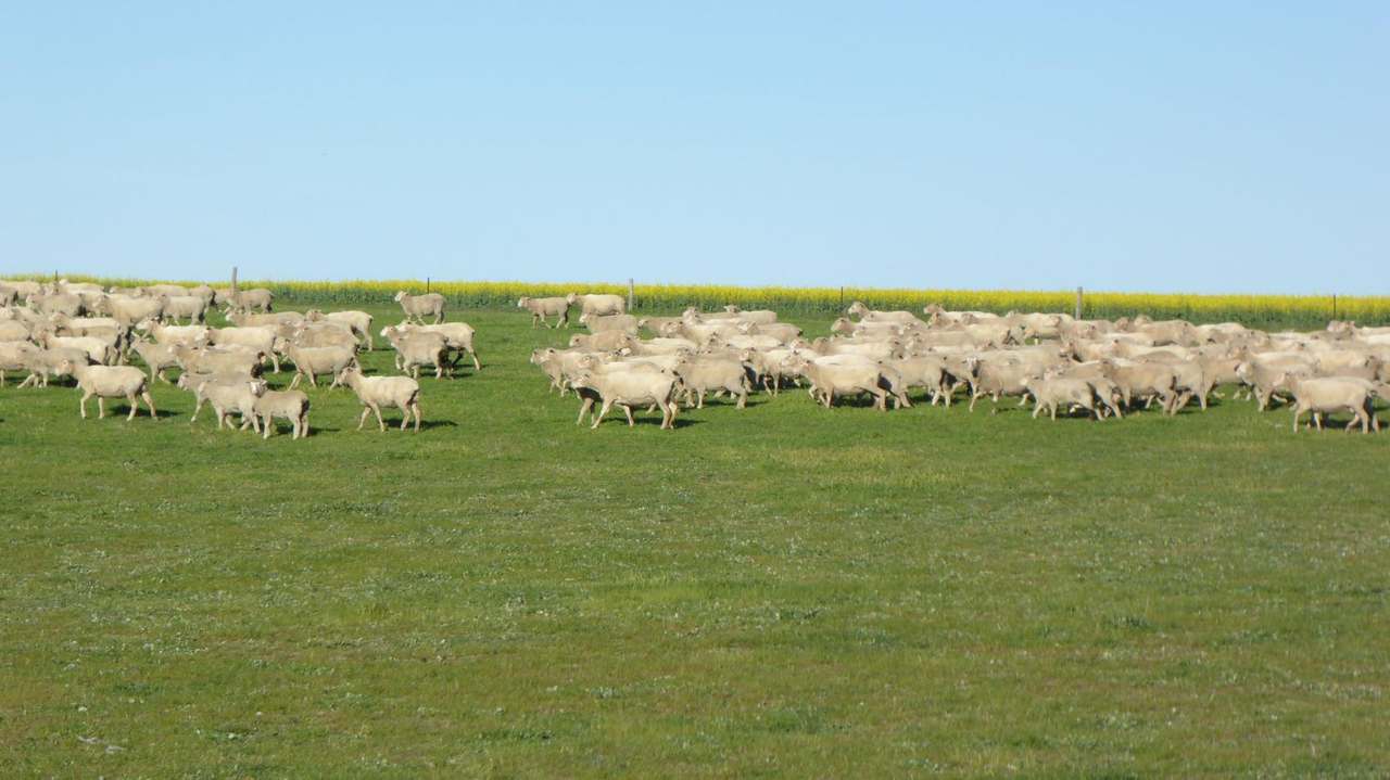 ***Under Offer***829 Red Bluff Road, Bordertown Sold by Farmbuy.com - image 15