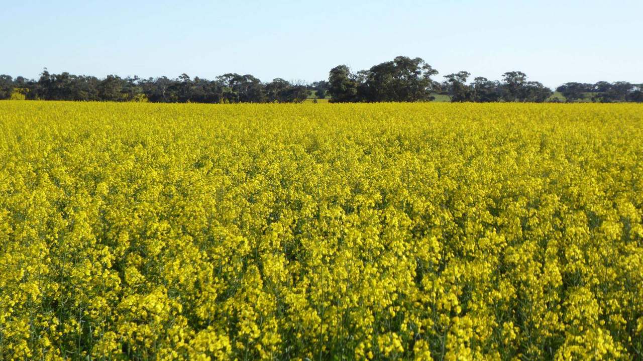 ***Under Offer***829 Red Bluff Road, Bordertown Sold by Farmbuy.com - image 6