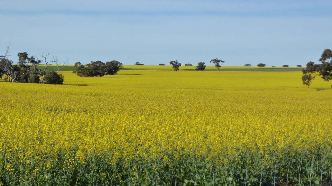 ***Under Offer***829 Red Bluff Road, Bordertown Sold by Farmbuy.com - image 19