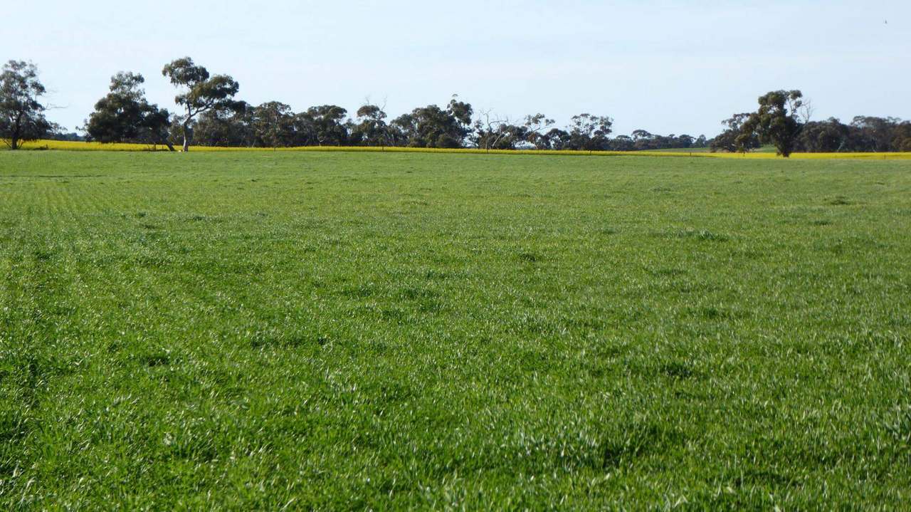 ***Under Offer***829 Red Bluff Road, Bordertown Sold by Farmbuy.com - image 22