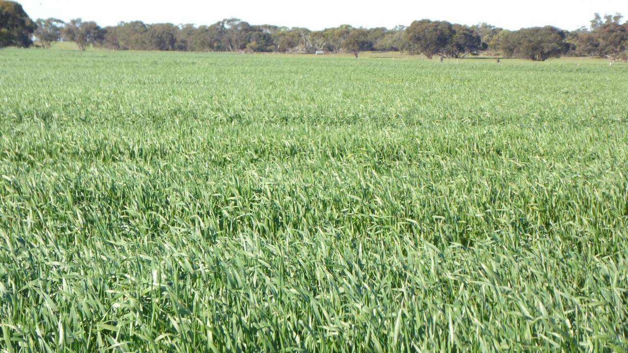 ***Under Offer***829 Red Bluff Road, Bordertown Sold by Farmbuy.com - image 23
