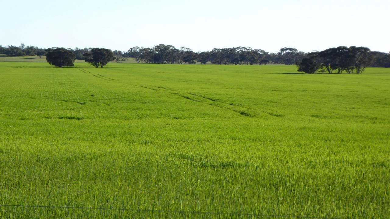 ***Under Offer***829 Red Bluff Road, Bordertown Sold by Farmbuy.com - image 9