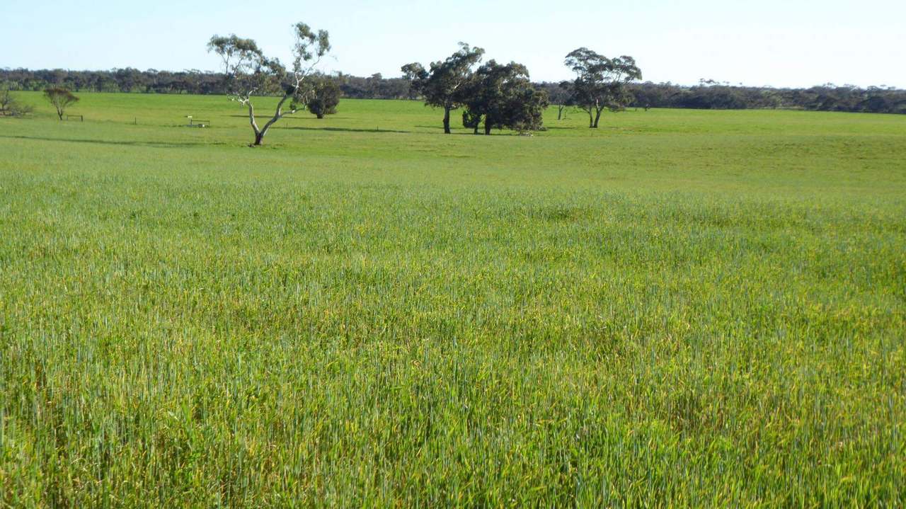 ***Under Offer***829 Red Bluff Road, Bordertown Sold by Farmbuy.com - image 20