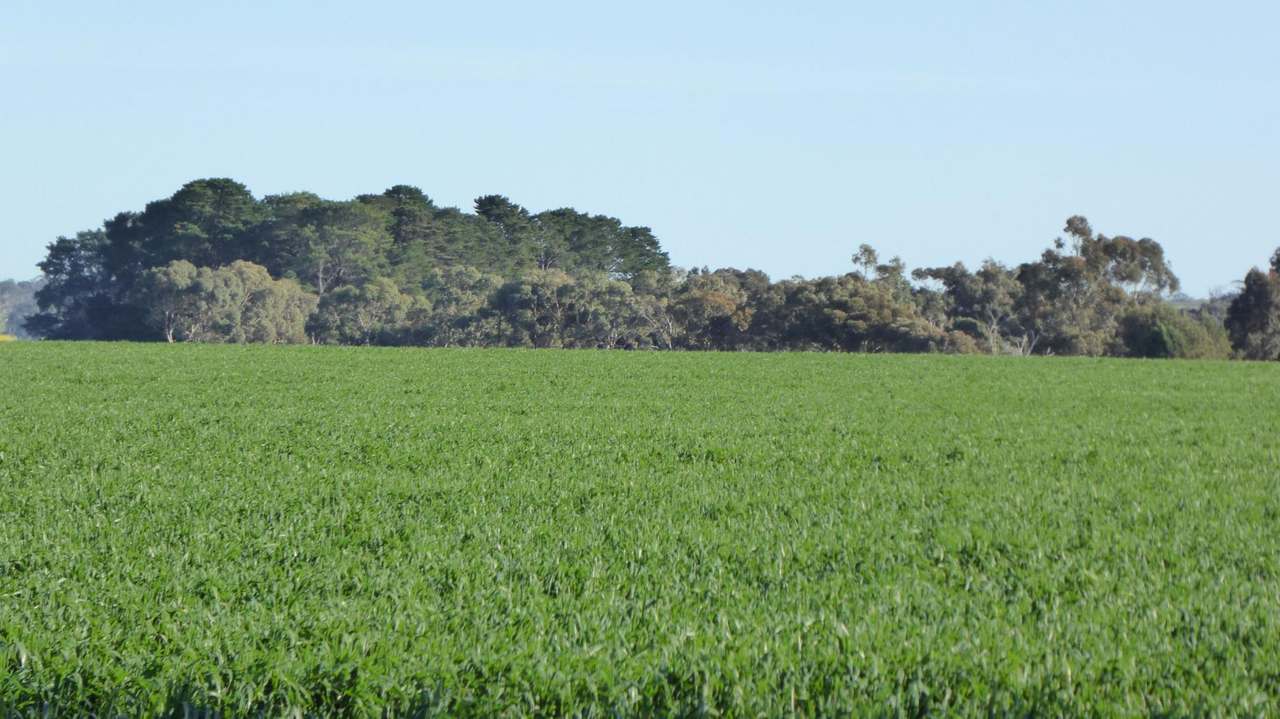 ***Under Offer***829 Red Bluff Road, Bordertown Sold by Farmbuy.com - image 8