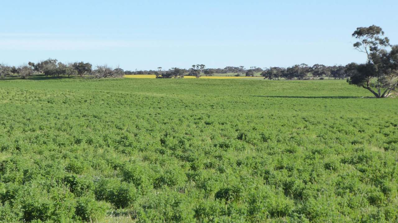 ***Under Offer***829 Red Bluff Road, Bordertown Sold by Farmbuy.com - image 5