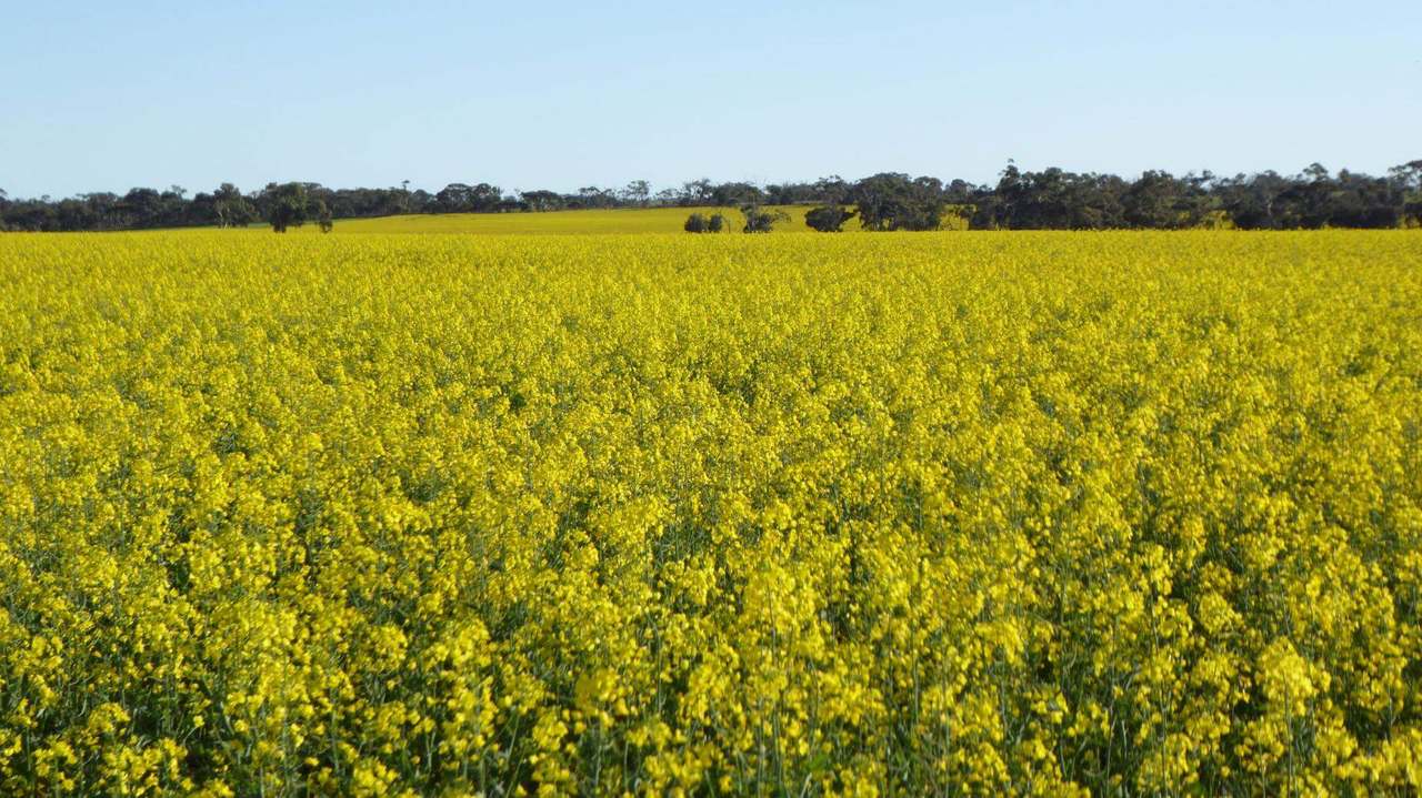 ***Under Offer***829 Red Bluff Road, Bordertown Sold by Farmbuy.com - image 13