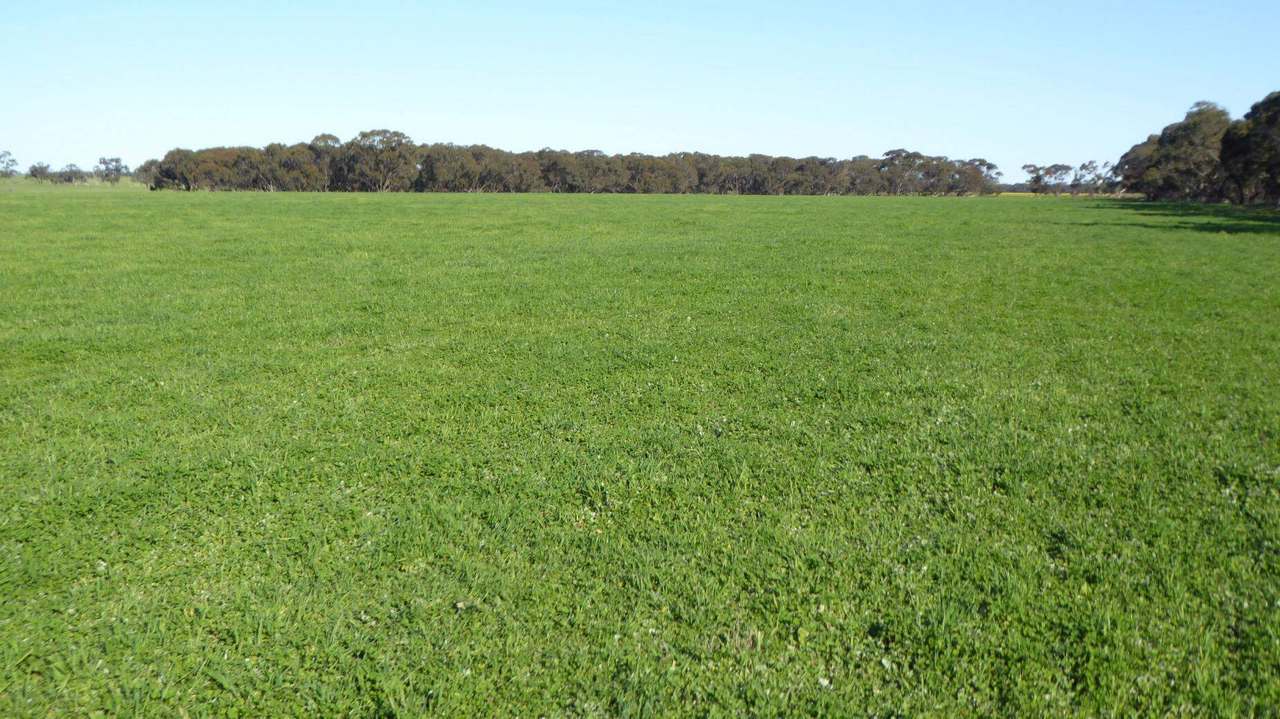 ***Under Offer***829 Red Bluff Road, Bordertown Sold by Farmbuy.com - image 25