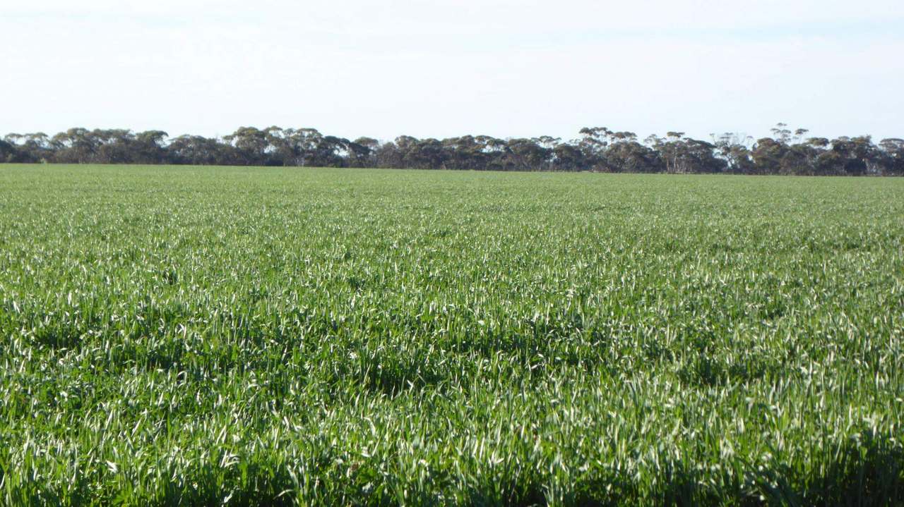 ***Under Offer***829 Red Bluff Road, Bordertown Sold by Farmbuy.com - image 17