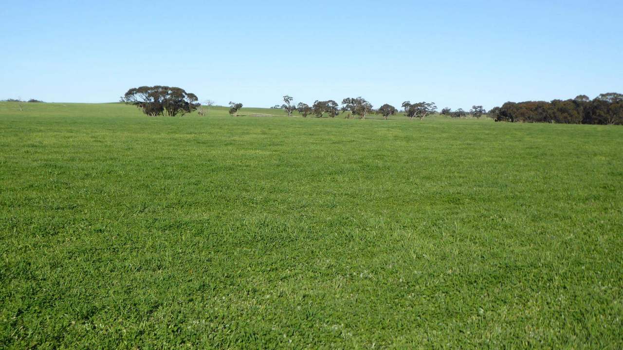 ***Under Offer***829 Red Bluff Road, Bordertown Sold by Farmbuy.com - image 24