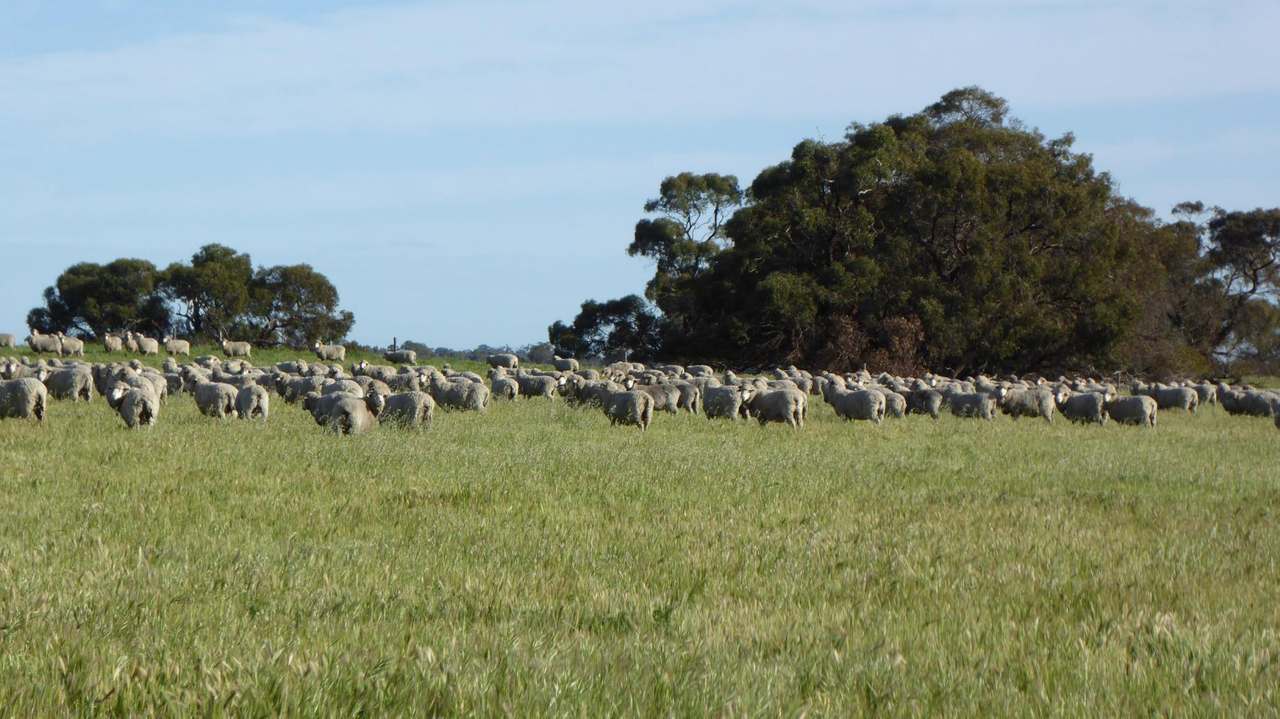 10 Siding Road , Coombe ***UNDER OFFER***  Sold by Farmbuy.com - image 16