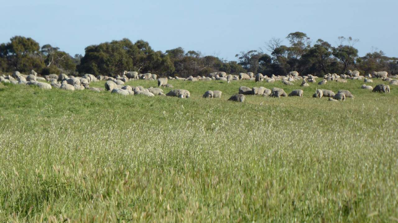10 Siding Road , Coombe ***UNDER OFFER***  Sold by Farmbuy.com - image 9