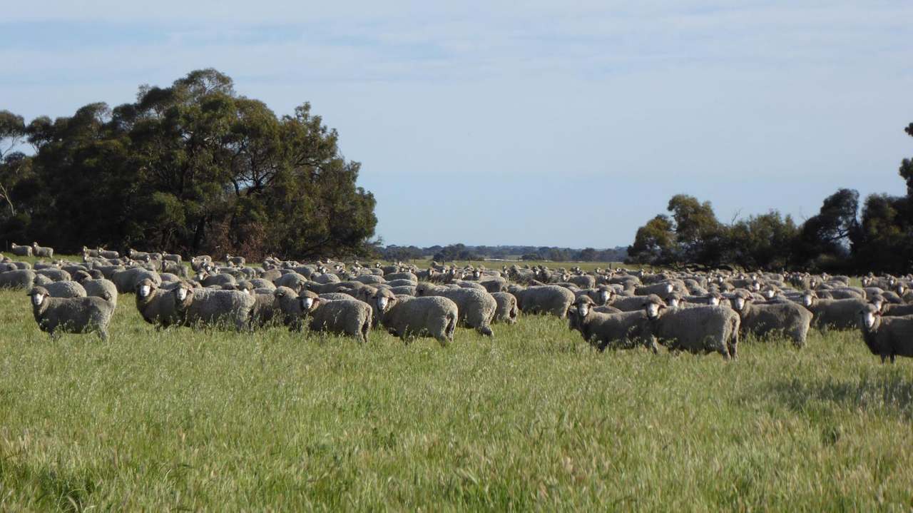10 Siding Road , Coombe ***UNDER OFFER***  Sold by Farmbuy.com - image 4