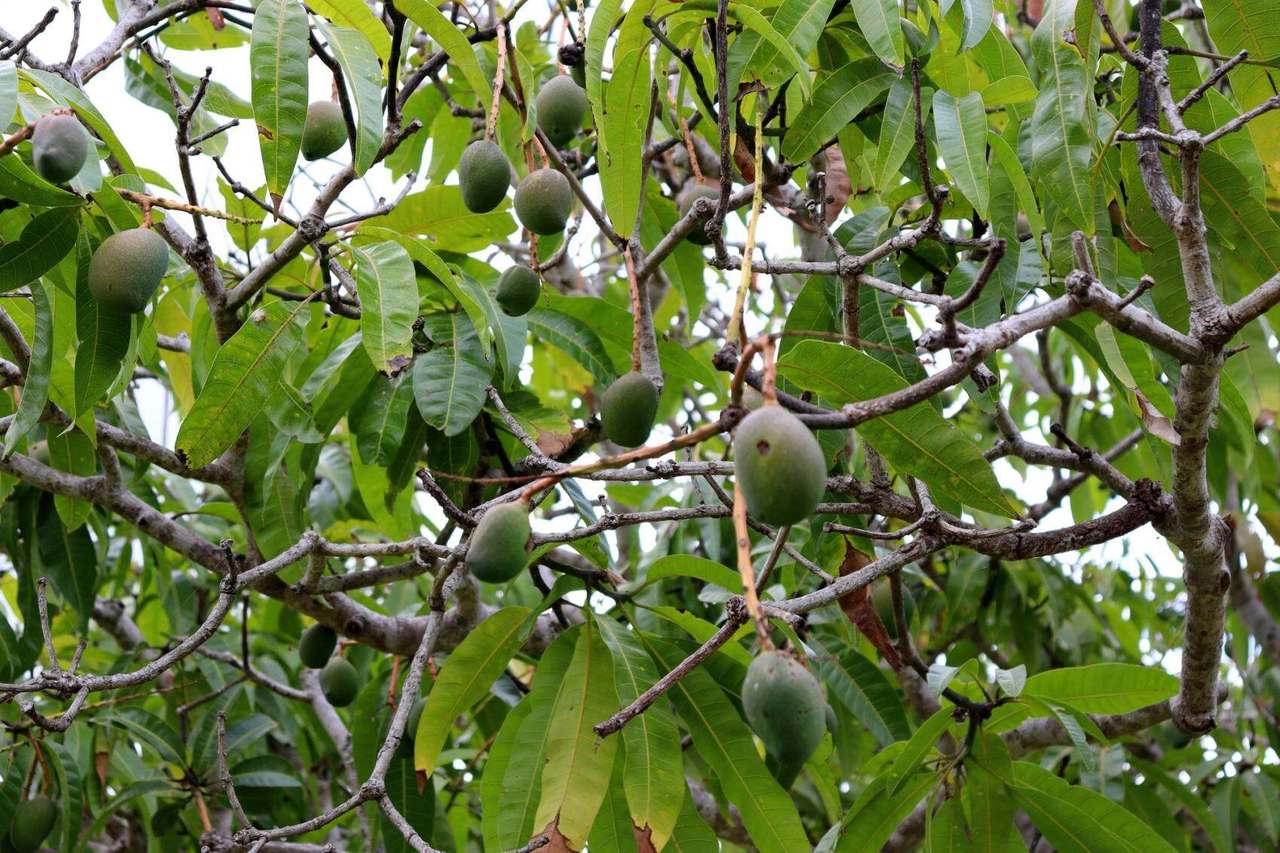 KANIGAN Sold by Farmbuy.com - image 20