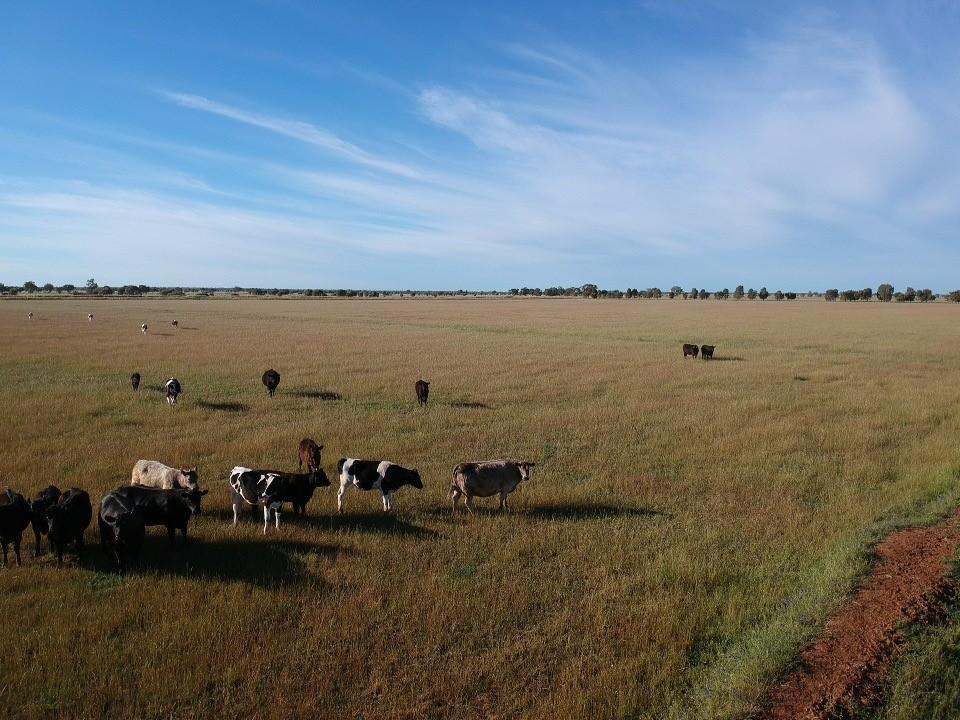 Farm 636, McLarty Road, Coleambally Sold by Farmbuy.com - image 7