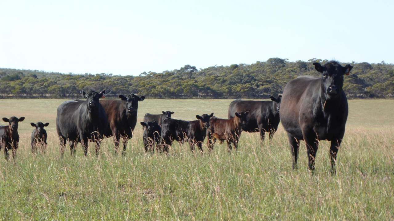 ***Under Offer*** "Carcuma 17" 1703 Jabuk South Road, Carcuma Sold by Farmbuy.com - image 25